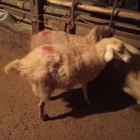 یک عدد بره ماده رومانوف|حیوانات مزرعه|بروجرد, |دیوار