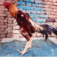 تعدادی لاری