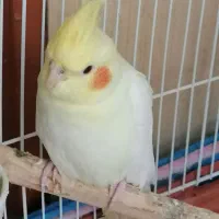 پرنده عروس هلندی|پرنده|رشت, بلوار گیلان|دیوار