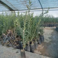 نهال زیتون زرد شاداب