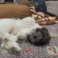 فروش توله سگ