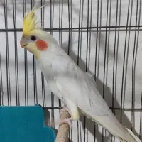 عروس هلندی..لوتینو نر|پرنده|بجنورد, |دیوار