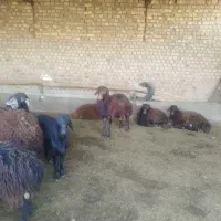 بره پرواری چاق|حیوانات مزرعه|میان جلگه, |دیوار