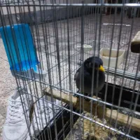 مرغ مینا|پرنده|شهریار, دهشاد بالا|دیوار