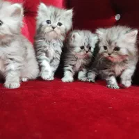 بچه گربه پرشین تبی