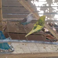مرغ عشق نر ماده کارداده