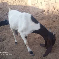 بزپاکستانی .بنگالی|حیوانات مزرعه|بیرجند, |دیوار