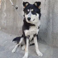 سگ هاسکی باتوله اشپیتز