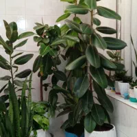 گل های طبیعی