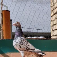 سرور و خوشرنگ یال