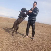 توله ۸ ماهه آماده ای واگذاری