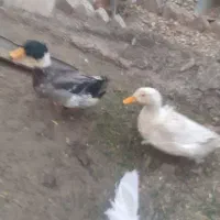 خروس و اردک|حیوانات مزرعه|قم, شهرک مهدیه (مدرس)|دیوار