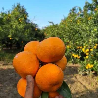 فروش سر درختی باغ پرتقال و نارنگی و پچ