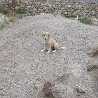 دو عدد سگ توله دونه ای 500 با هوش و با نمک