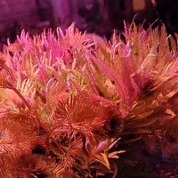 پلنت|ماهی|اصفهان, خواجو|دیوار
