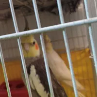 عروس هلندی