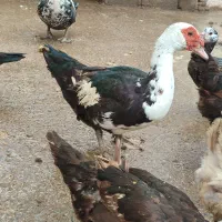 اردک اسرائیلی ماده