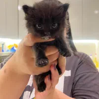 گربه