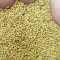 فروش بذر یونجه رنجرآمریکایی