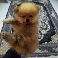 پامرانین خرسی اصیل