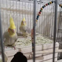 پرنده عروس هلندی