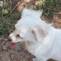 سگ نژاد شیتزو کاپی