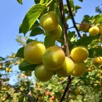 فروش باغ  ۱۵۴۰ متری وخانه باغ در عجبشیر|فروش خانه و ویلا|بناب, |دیوار