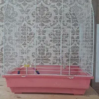 قفس عروس هلندی سالم