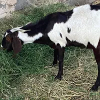 فروش چند راس بز دورگه|حیوانات مزرعه|کرمان, |دیوار