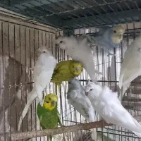 مرغ عشق پروانه ای رنگ خاص|پرنده|قم, کیوانفر|دیوار