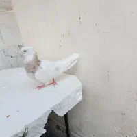 سندل و آجری طوقی|پرنده|شهریار, شهریار|دیوار