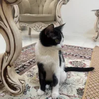 واگذاری ۲ خواهر ماده ۶ ماهه خونگی|گربه|مشهد, جانباز|دیوار