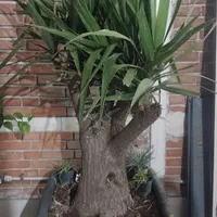 بونسای یوکا درختچه یوکا