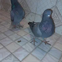 کبوتر سبز و سرور|پرنده|قائمشهر, |دیوار