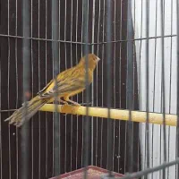 قناری.|پرنده|شیراز, شهرک والفجر|دیوار