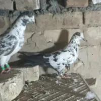 کبوتر