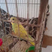 مرغ عشق ُسالم چلوندنی|پرنده|ساری, |دیوار