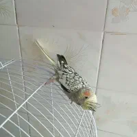 جوجه عروس هلندی ماده معاوضه با نر