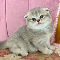 بچه گربه های اشرافی ( iran cats)|گربه|رشت, گلباغ نماز|دیوار