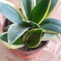 گل آپارتمانی