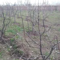 آبیاری قطره ای