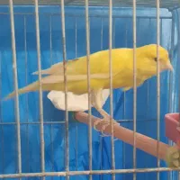 قناری|پرنده|مرند, |دیوار