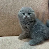 گربه اصیل|گربه|گرگان, |دیوار
