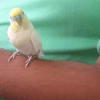 مرغ عشق|پرنده|رحیم‌آباد, |دیوار