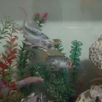 ماهی کوی و کت برنز|ماهی|تهران, جوادیه تهرانپارس|دیوار