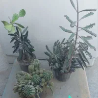 فروش تعدادی کاکتوس|گل و گیاه طبیعی|بهارستان, |دیوار