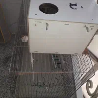 قفس