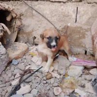 سگ نر|سگ|ایرانشهر, |دیوار