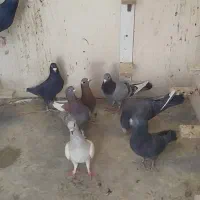 کبوتر سوراخ|پرنده|ماهان, |دیوار