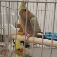 یک جفت عروس هلندی